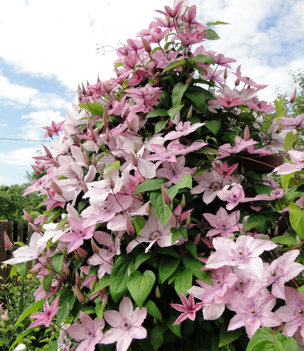 Clematis 'Hagley Hybrid'