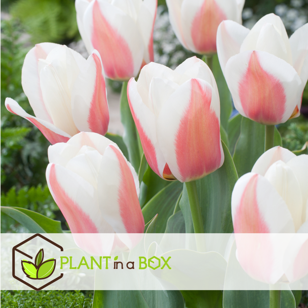 Tulipa willem vd akker - bulbes à fleurs x21 - tulipe bicolore