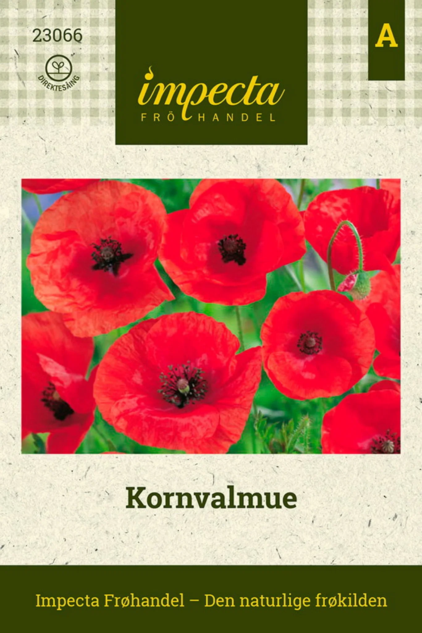 Papaver rhoeas Kornvalmue