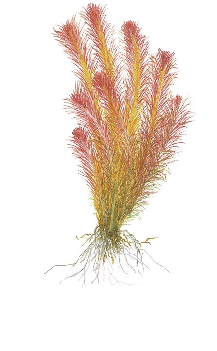 Waterplant Rotala Wallichii