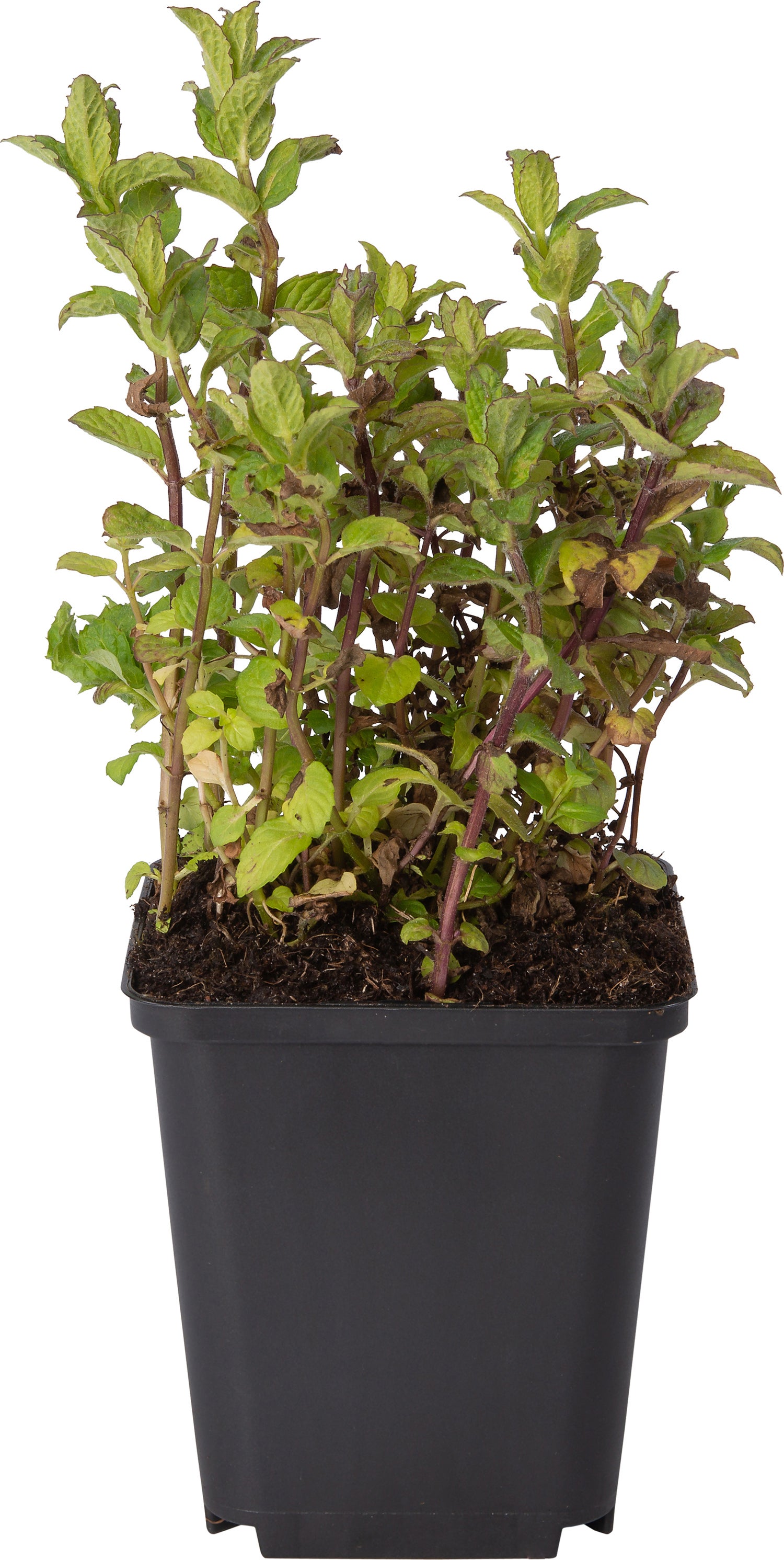 Pepermunt (Mentha piperita) D 9 H 10 cm