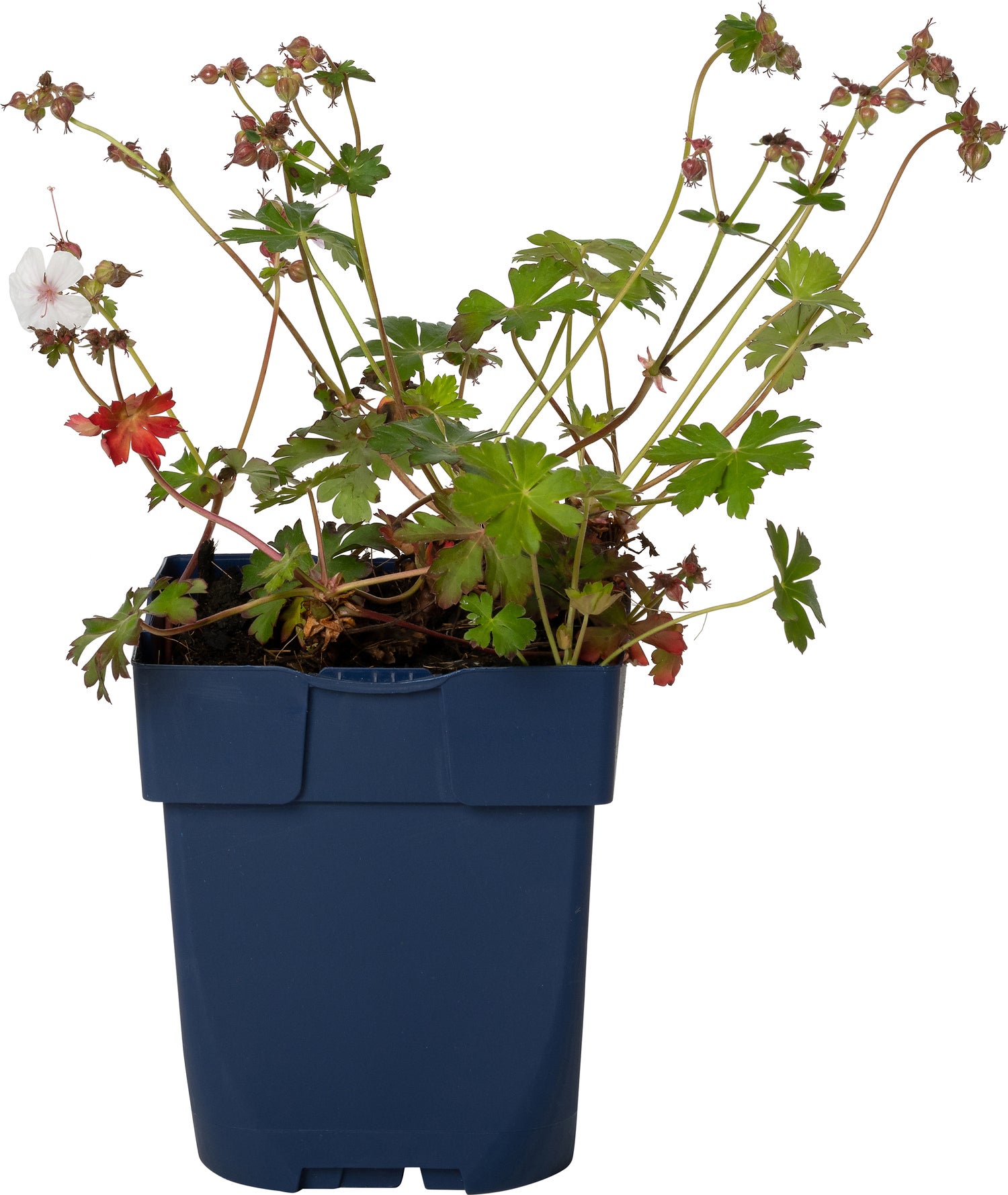 Ooievaarsbek (Geranium cantabrigiense 'Cambridge') D 11 H 15 cm