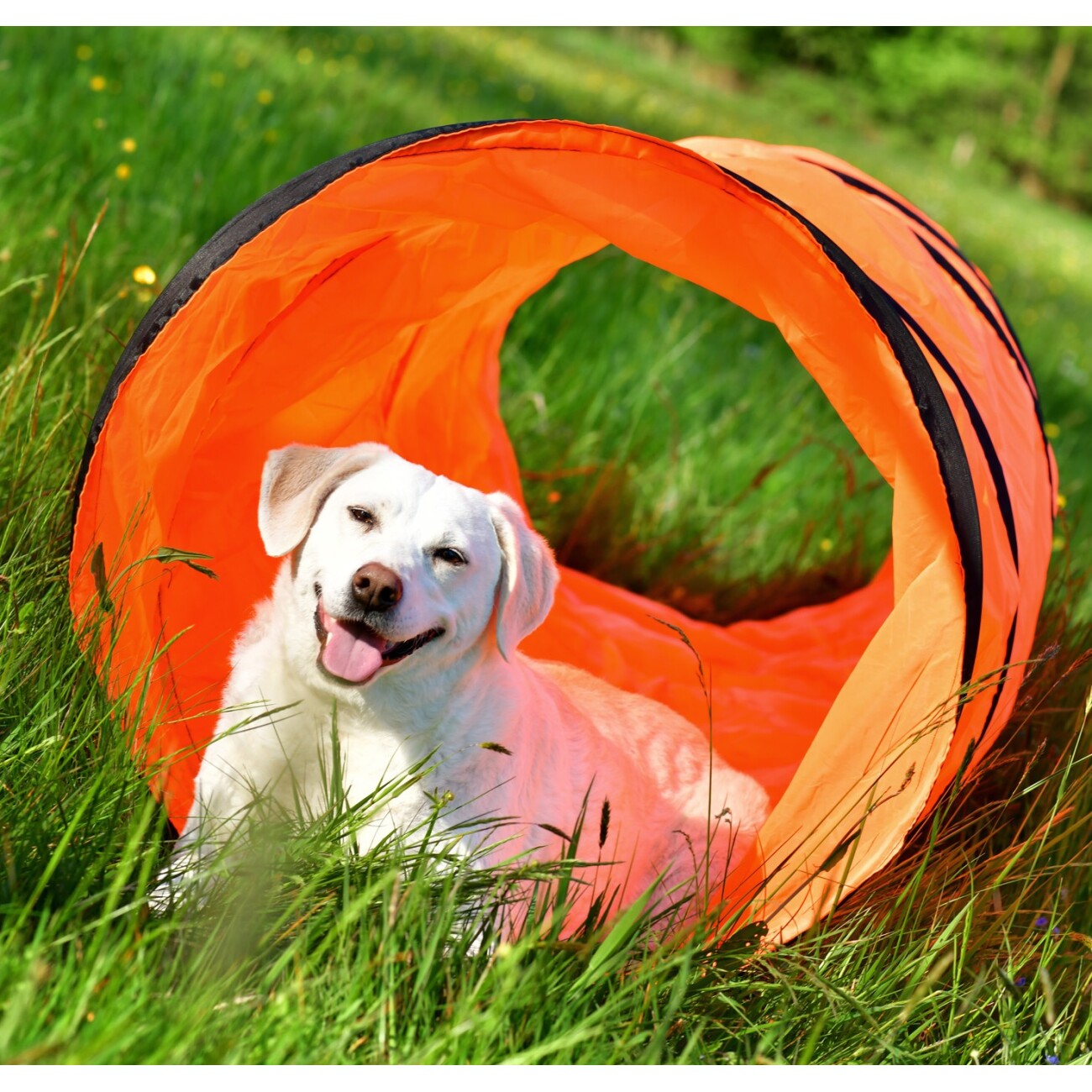 PfotenWunder® XXL-Profi-Agility 3-Meter-Tunnel