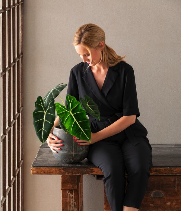 Pfeilblatt - Alocasia micholitziana 'Frydek'