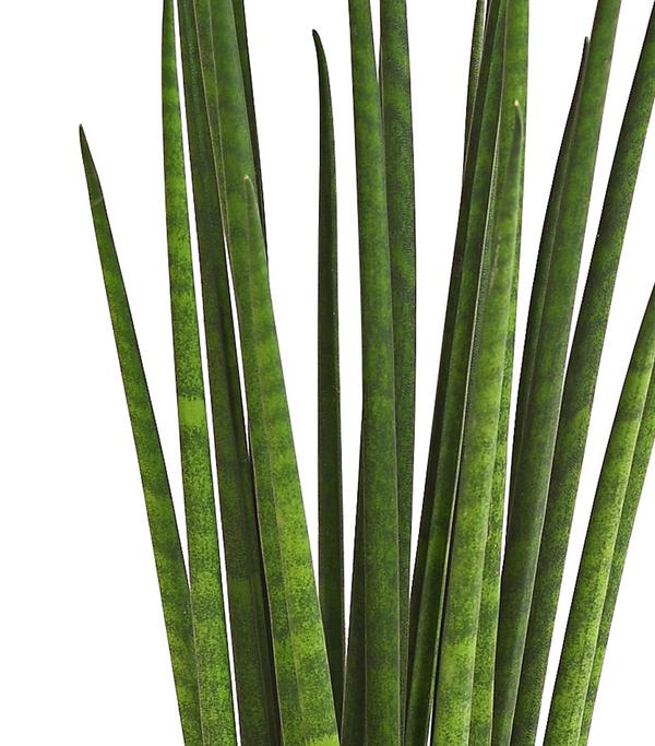 Bogenhanf - Sansevieria cylindrica 'Mikado'
