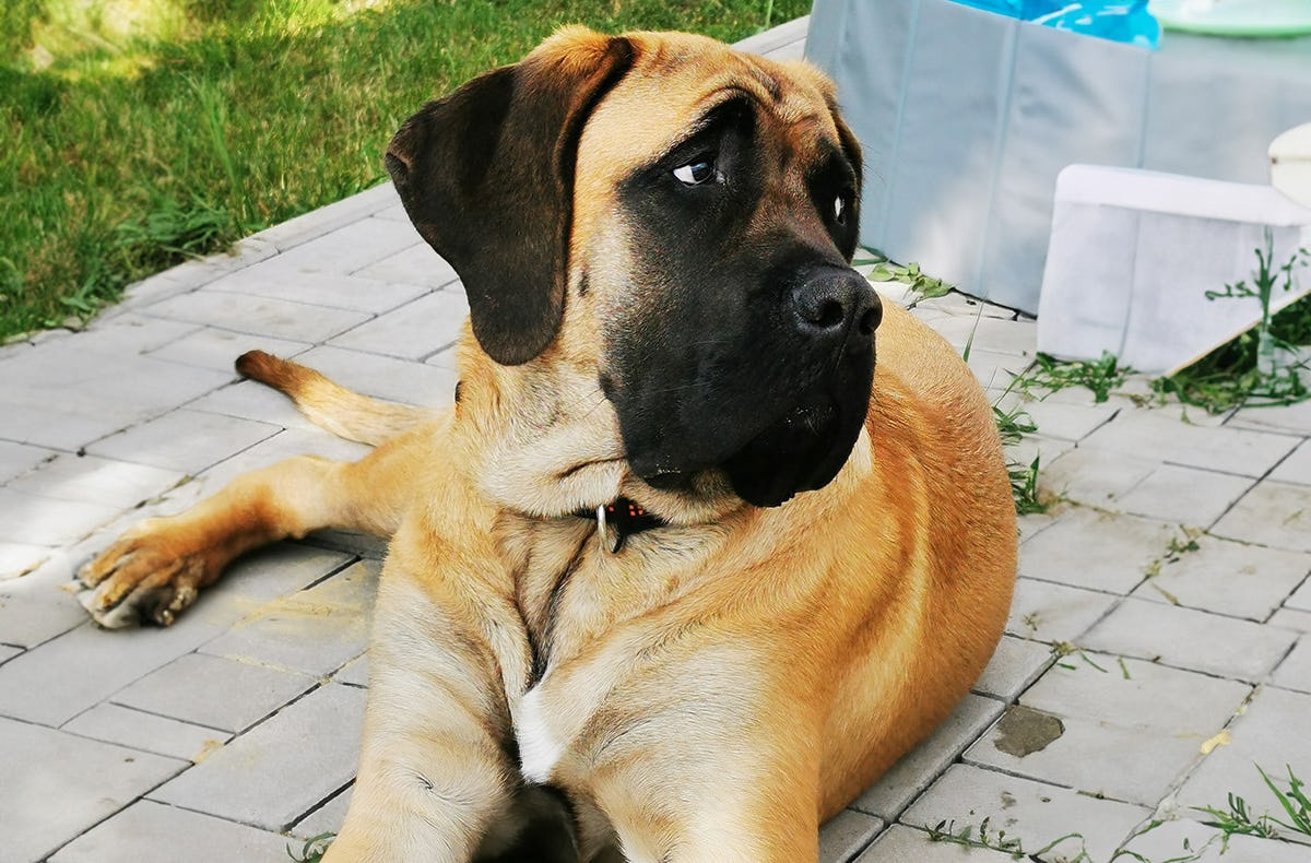 Urlaub mit Hund im Harz für 2