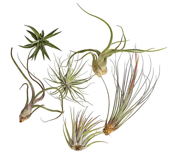 Tillandsien - Tillandsia Hybride, verschiedene