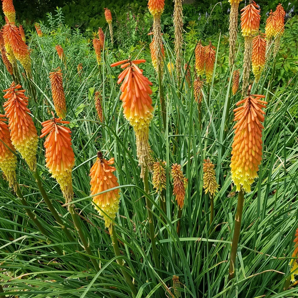 Kniphofia uvaria Koralrakett Ø11 cm