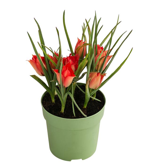 Tulpe 'Linifolia'