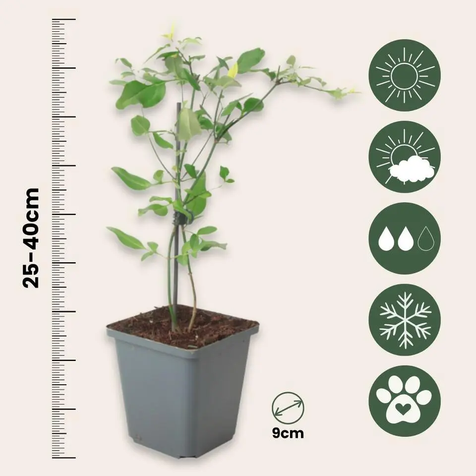 Jasmijn - Set van 3 - Jasminum 'Summer Scent' - Hoogte 25-40cm - ⌀9cm