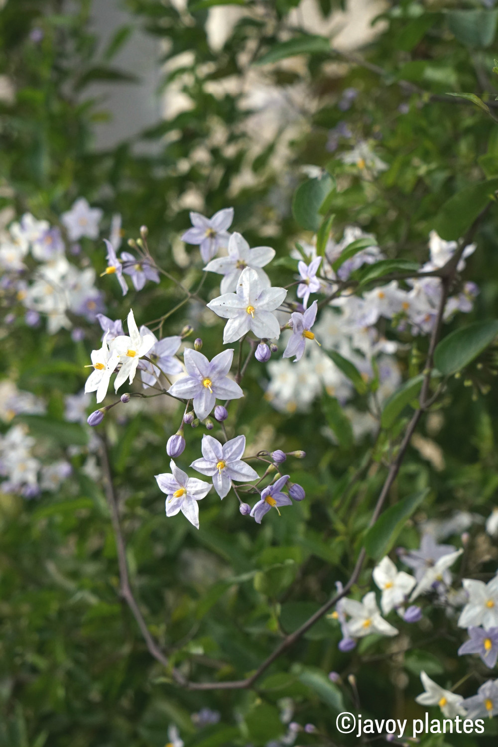Solanum bleu - 3l