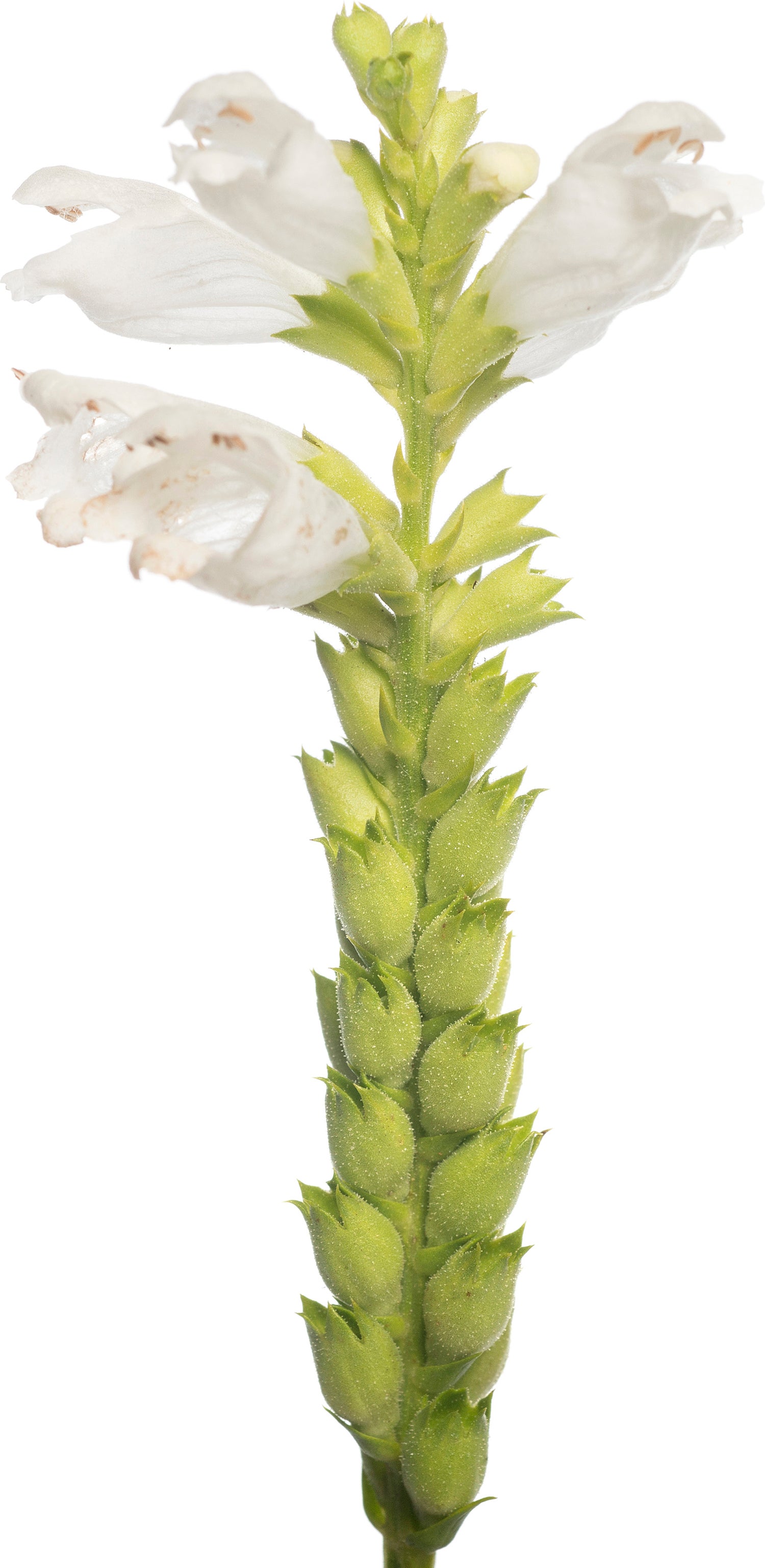 Scharnierplant (Physostegia virginiana 'Summer Snow') D 11 H 80 cm