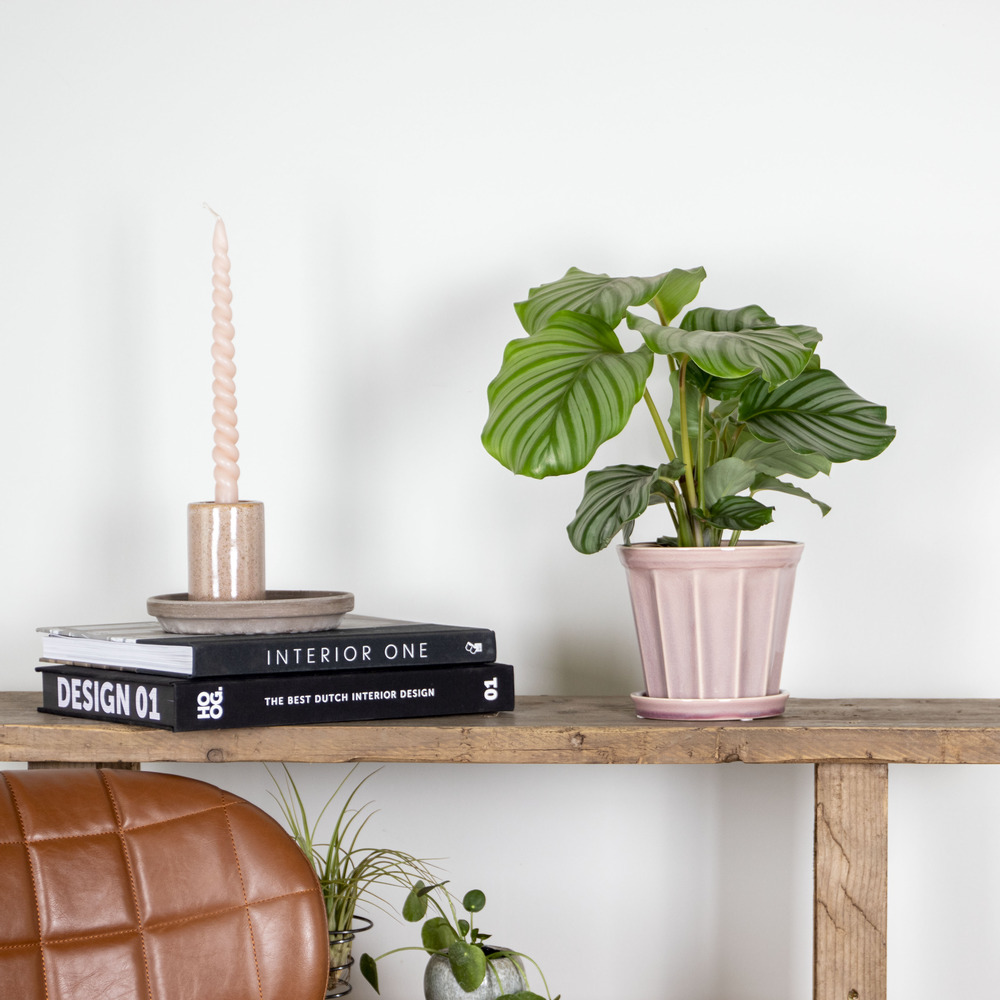 Calathea orbifolia - plante paon - plante d'intérieur - purificateur d'air - ⌀14 cm - ↕40-45 cm