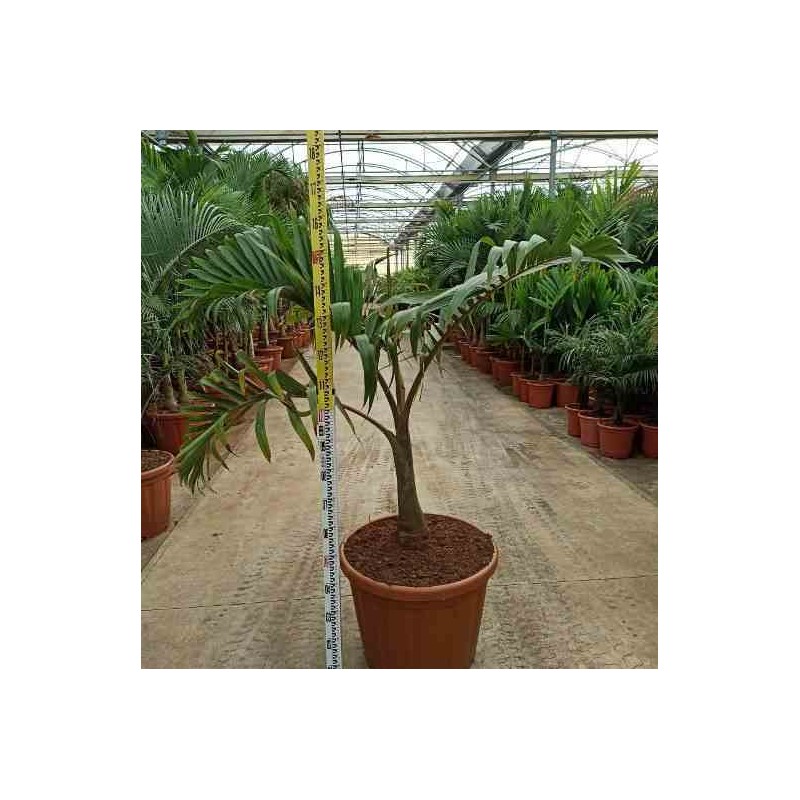 Hyophorbe lagenicaulis (palmier bouteille) taille pot de 40 litres - 140/160 cm