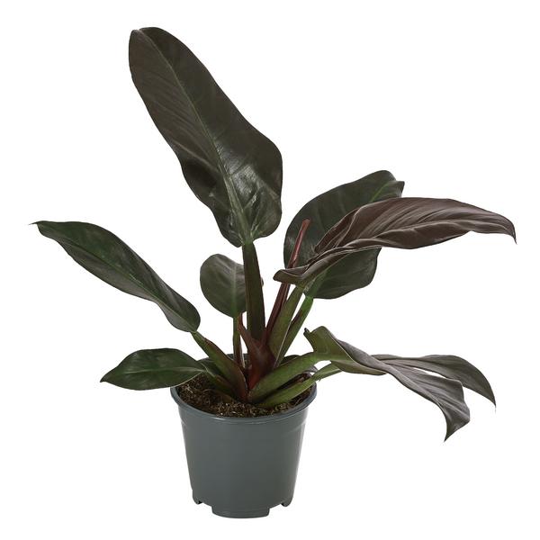 Baumfreund - Philodendron, verschiedene Sorten
