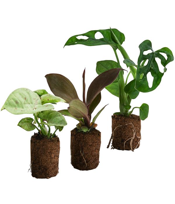 Jungpflanzen-Set Dschungel, 3-teilig