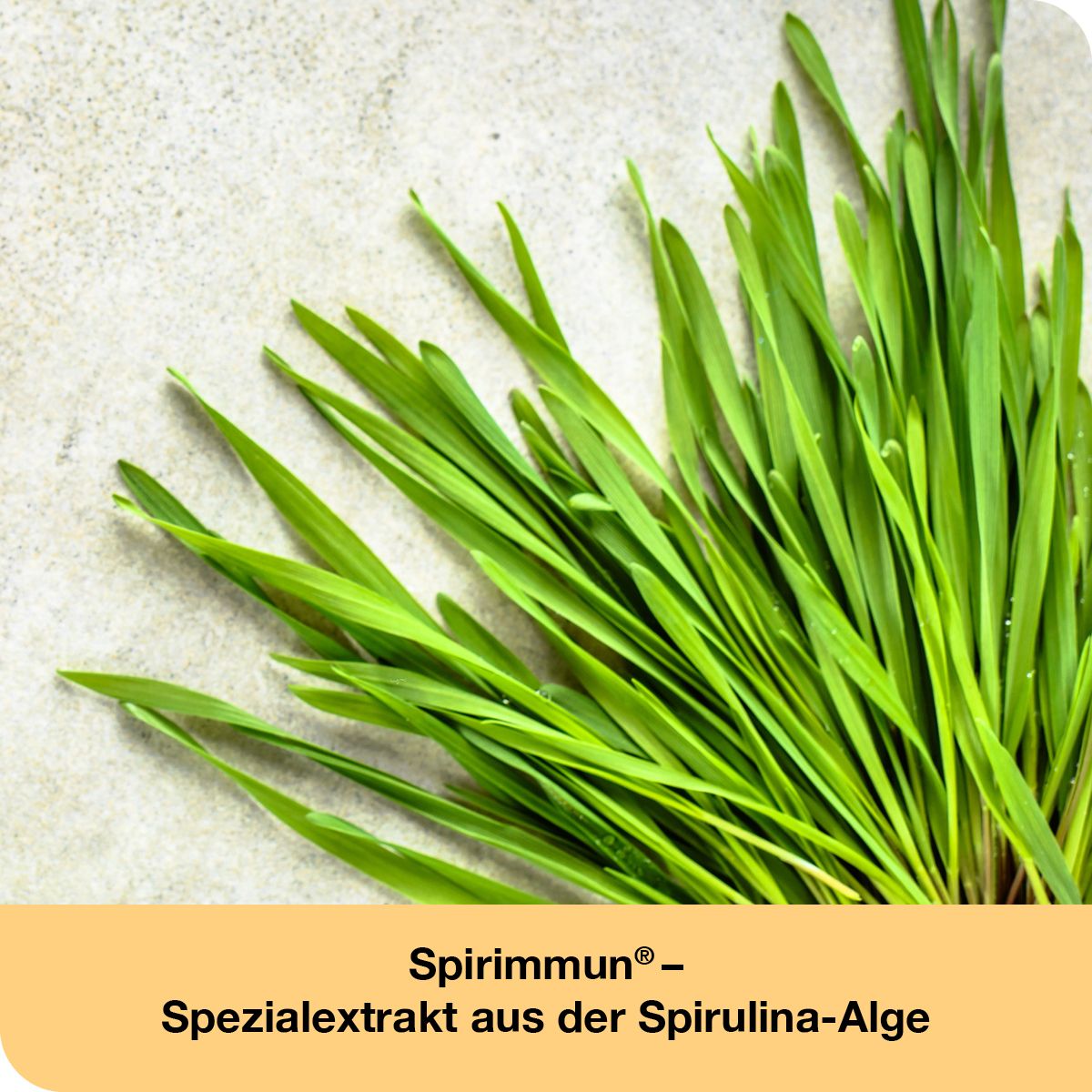 immunLoges® Kapseln - Unterstützt ein gesundes Immunsystem*