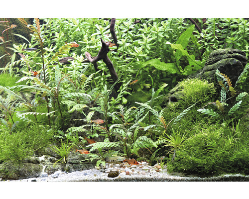 Brown Water Friend - Hygrophila pinnatifida In-Vitro