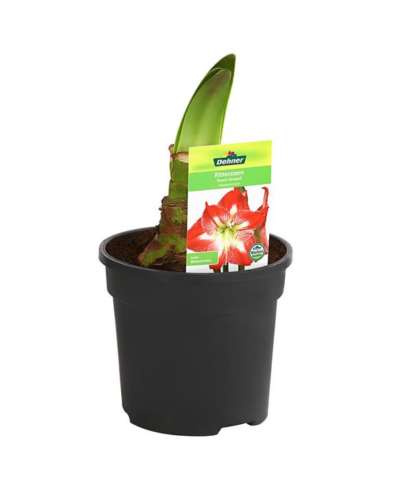Amaryllis - Hippeastrum-Hybride, verschiedene