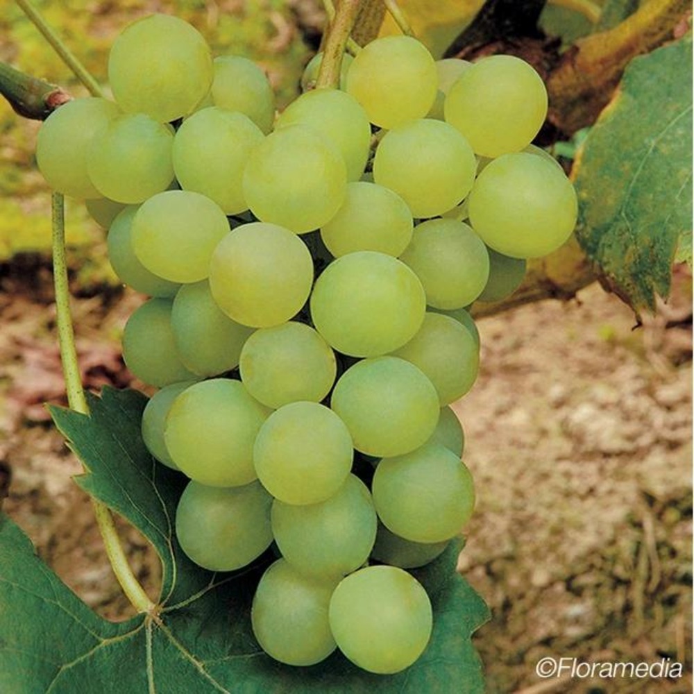 Vigne 'ora' - vitis vinifera 3l