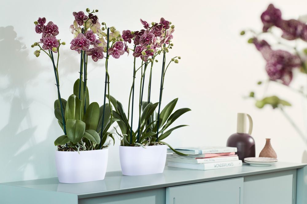 Elho bloempot Brussels orchidee wit 24,8 x 13,4 x 12 cm
