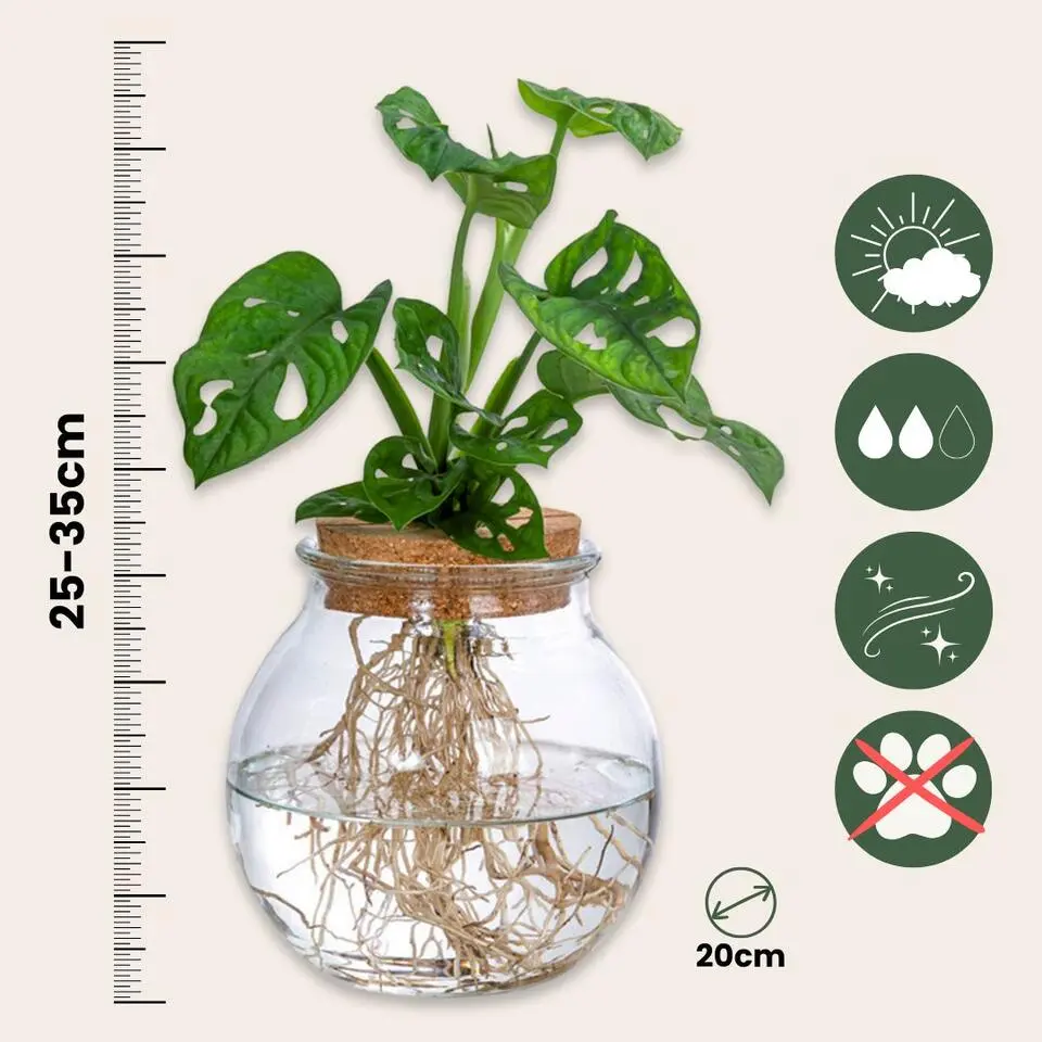 Apenmasker in glas - Monstera adansonii 'Monkey Mask' - Hoogte 25-35cm - ⌀20cm