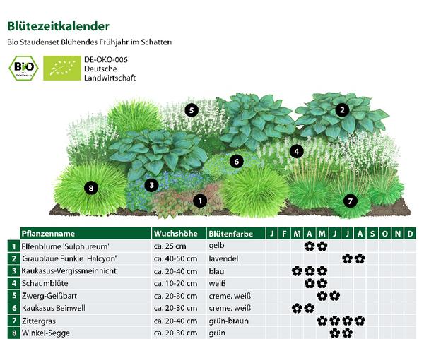 Bio Stauden-Set Blühendes Frühjahr im