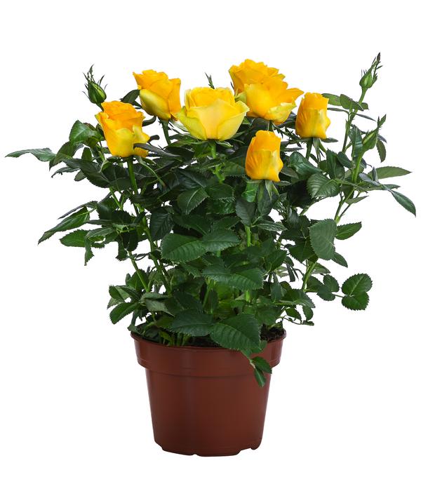 Topfrose - Rosa chinensis 'Infinity'