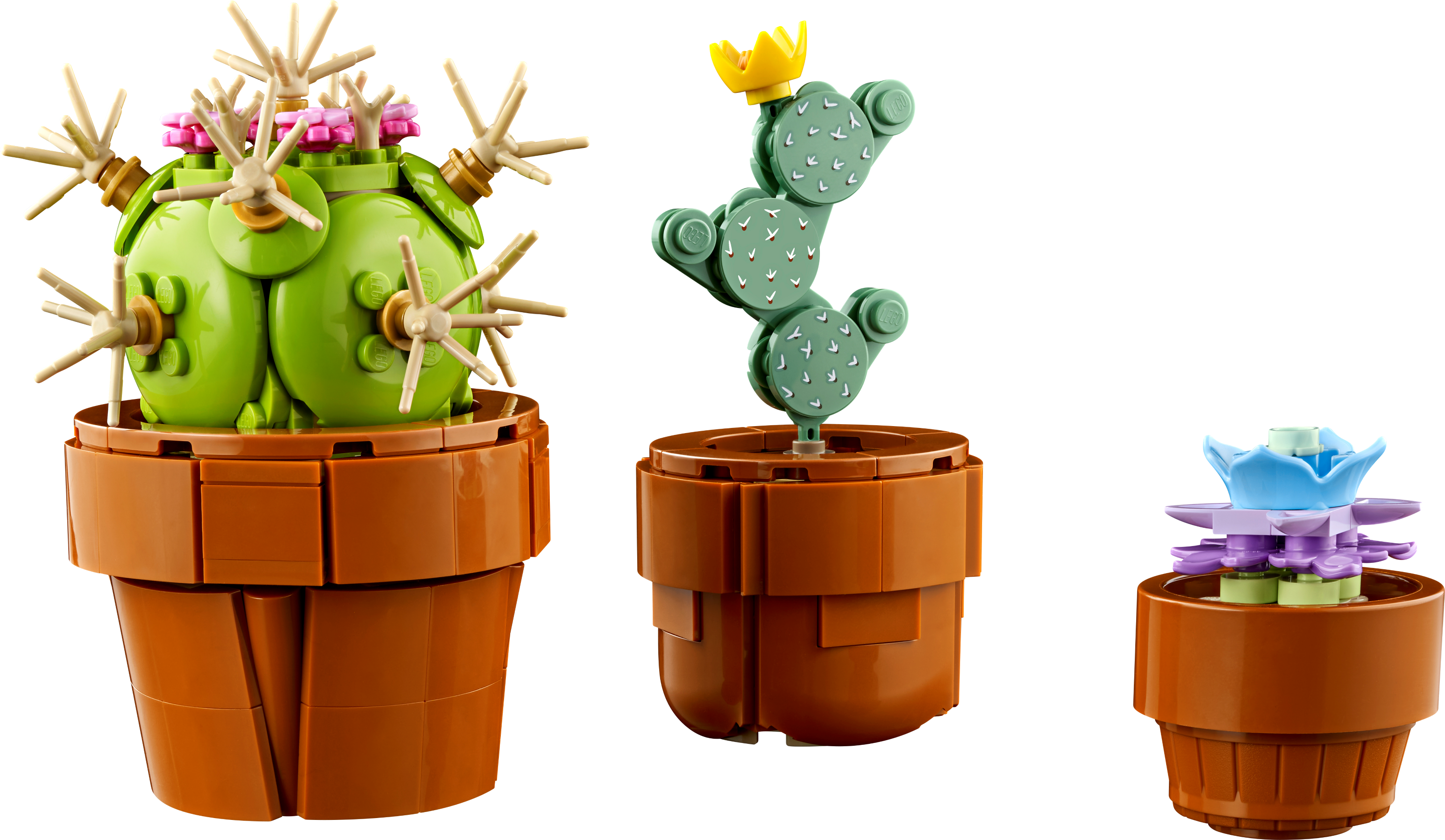 Plantas em miniatura 10329