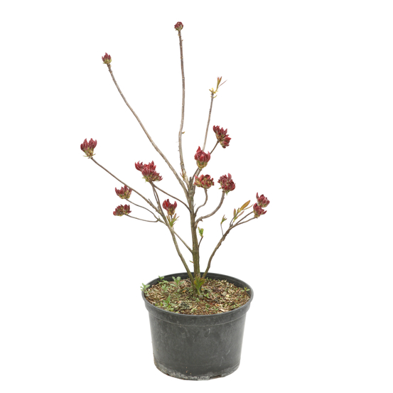 Azalea Mollis Trevarez pot 7,5L