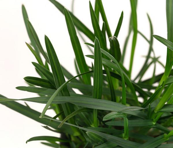 Bio Blaugras 'Greenlee Hybrid'