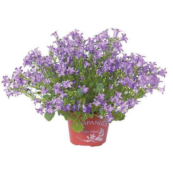 Campanule Get Mee bleue ® - pot D. 10,5 cm