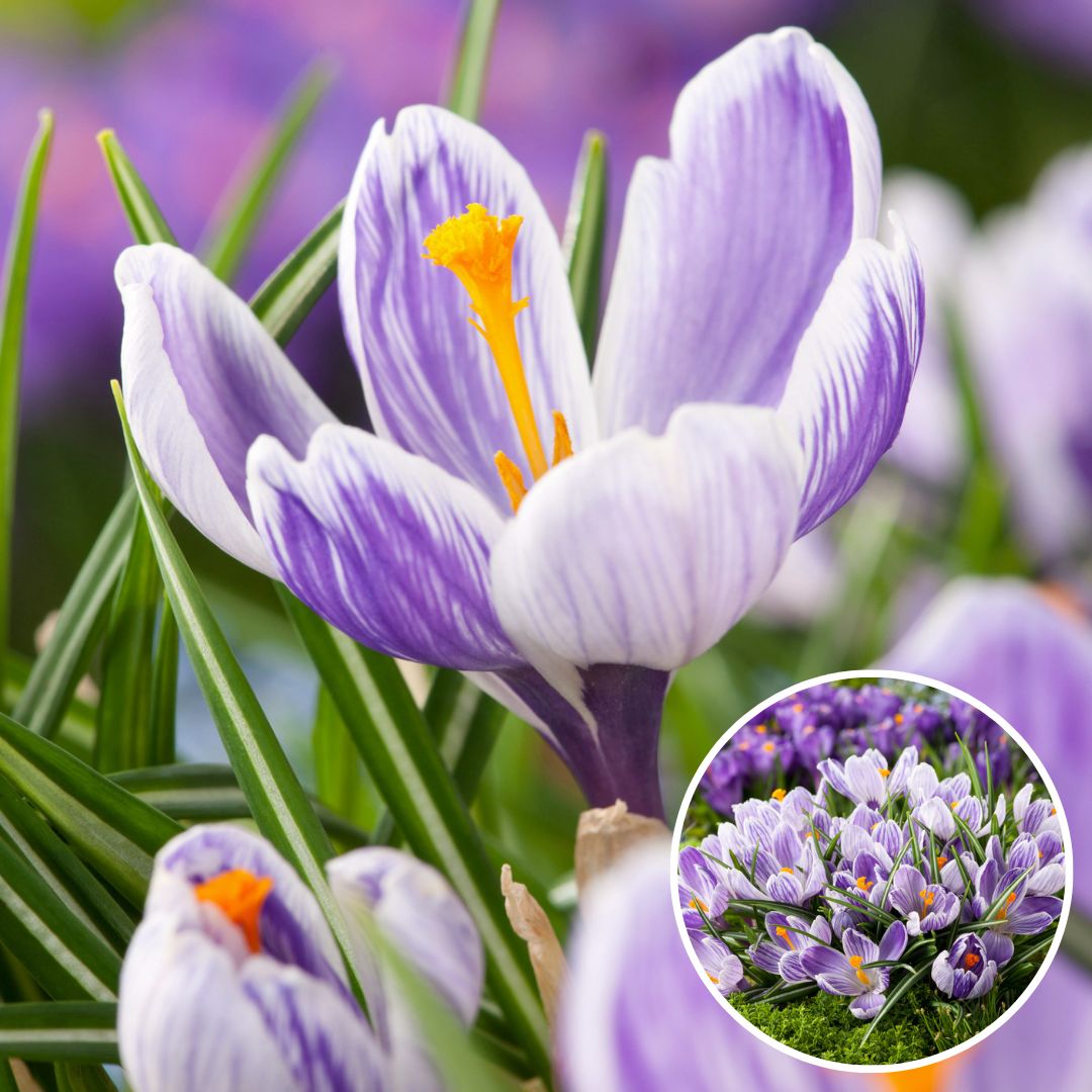 Crocus pickwick - bulbes à fleurs x60 - violet / jaune