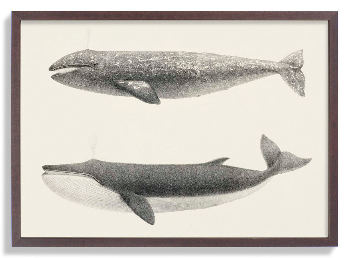 Walpintada und Orka