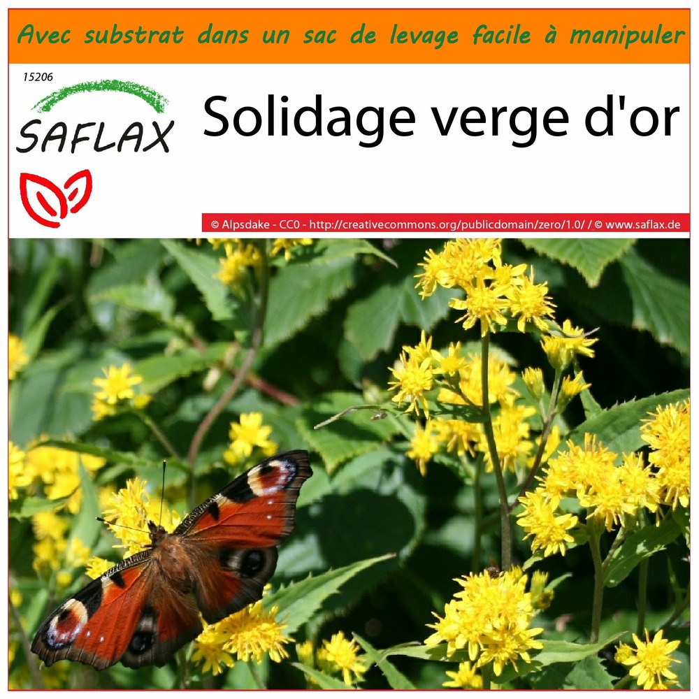 Jardin dans le sac - solidage verge d'or - 100 graines - solidago virgaurea