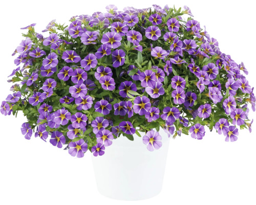 Calibrachoa, minipetunia FloraSelf Calibrachoa Colibri serie 'Purple Bling' Ø 12 cm pot