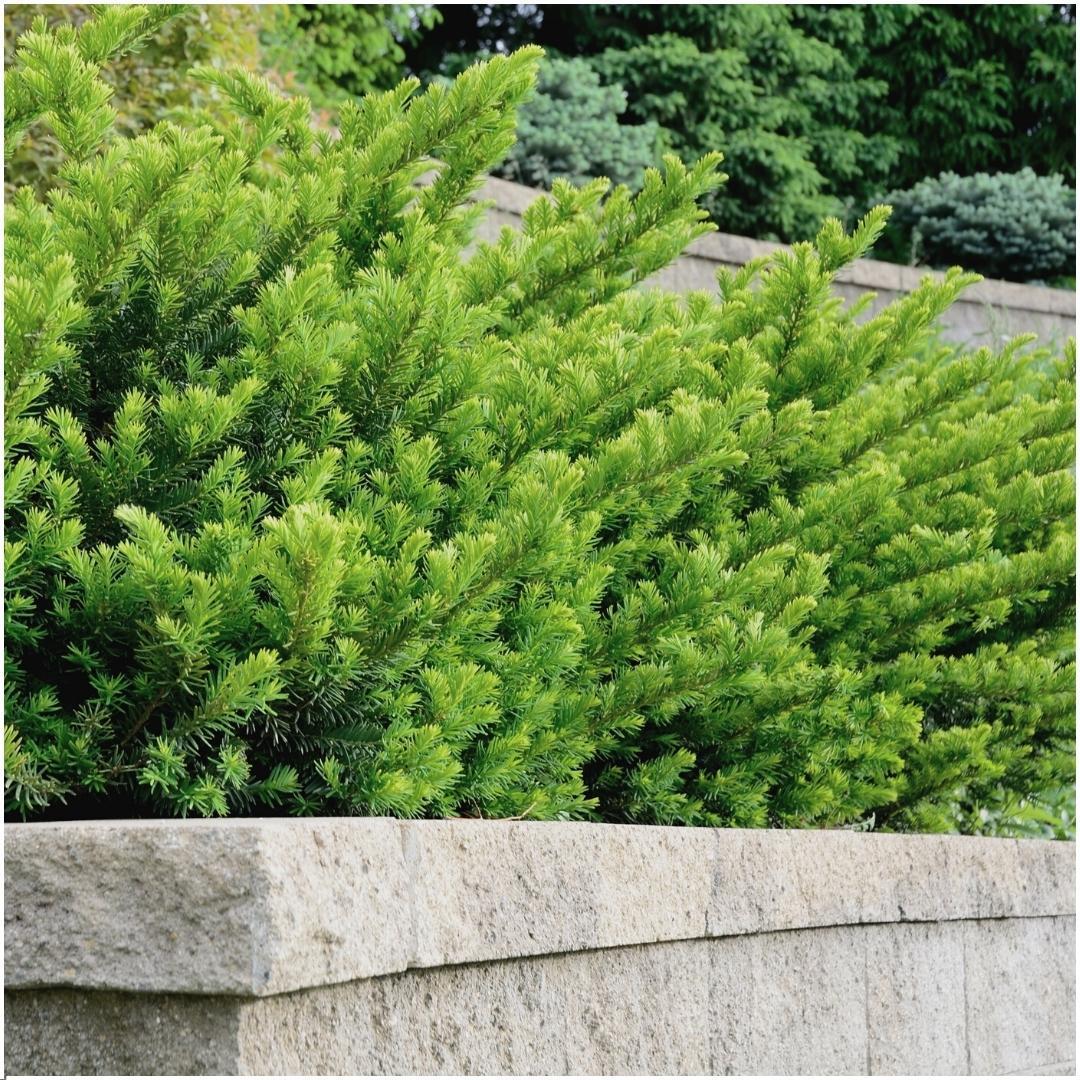 Taxus media farmen - lot de 6