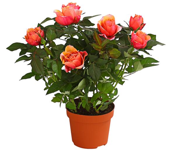 Großblütige Topfrose - Rosa chinensis,