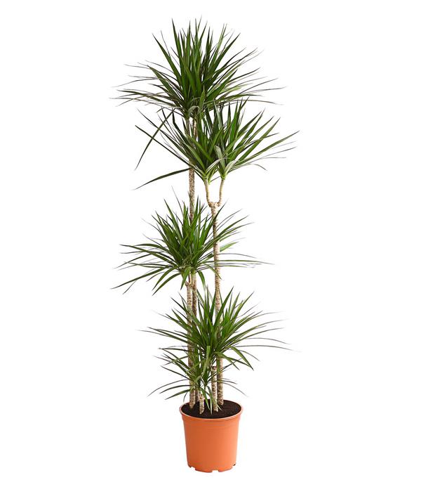 Drachenbaum - Dracaena marginata