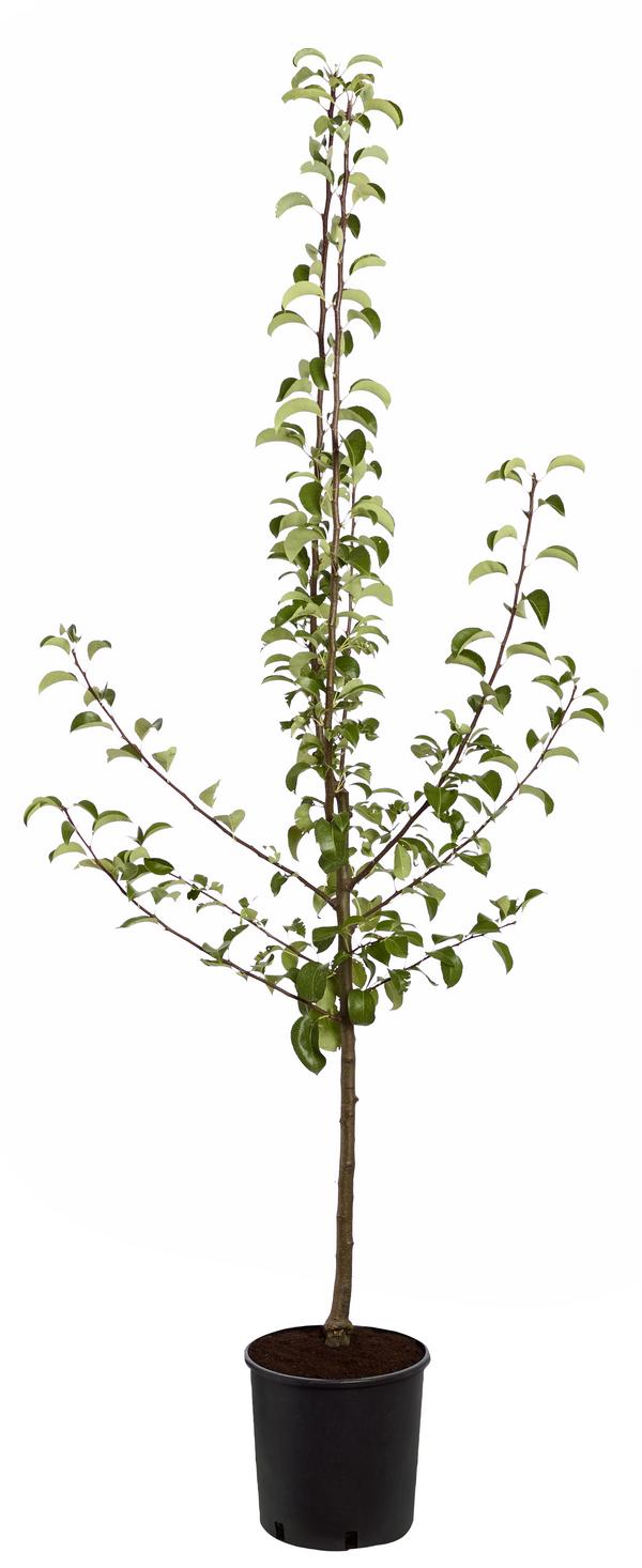 Sommerbirne 'Gute Luise'