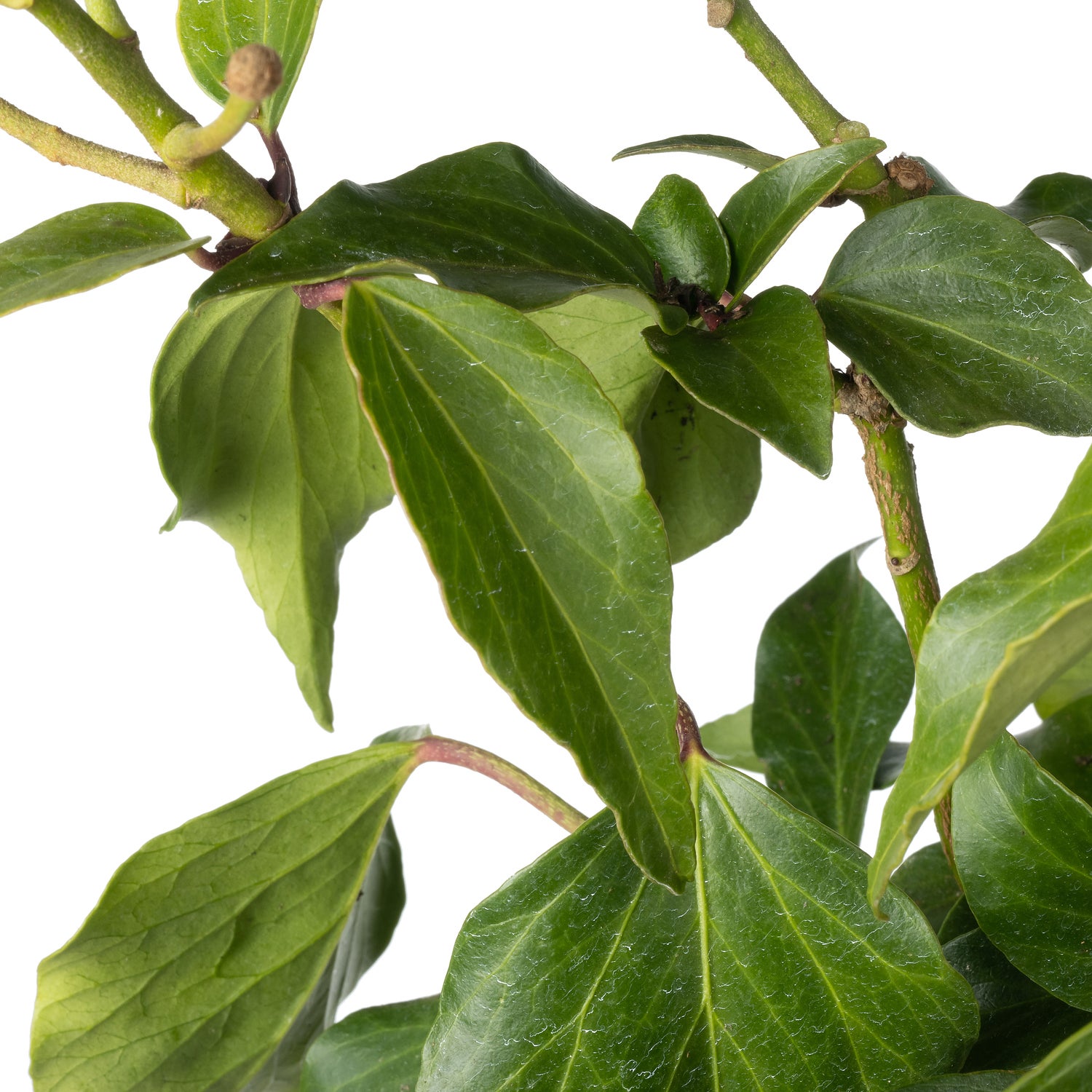Struikklimop (Hedera colchica 'Fall Favourite') D 17 H 25 cm