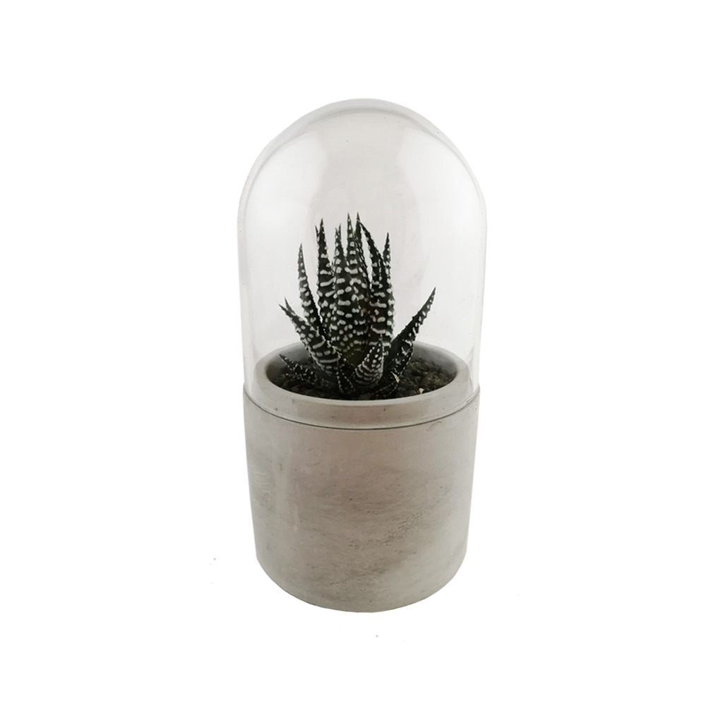 Mini kit terrarium succulente vert/blanc