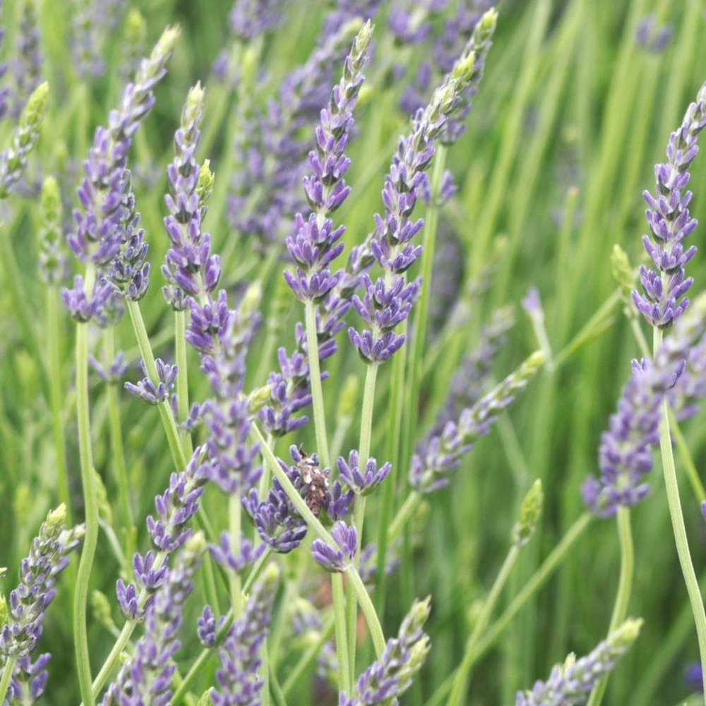 Lavande x intermedia dutch lavander/lavandula x intermedia dutch lavander[-]pot de 2,5 l - 20/30 cm