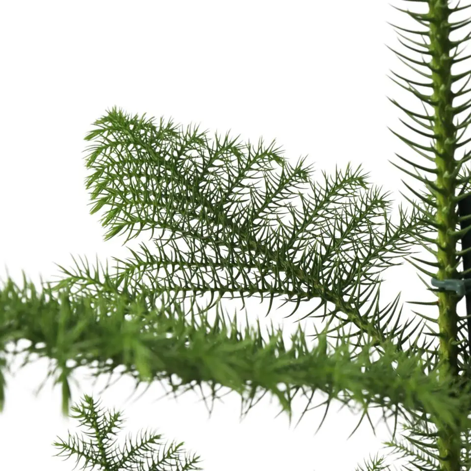 Kamerden - Araucaria heterophylla - Hoogte 50-60cm - ⌀17cm
