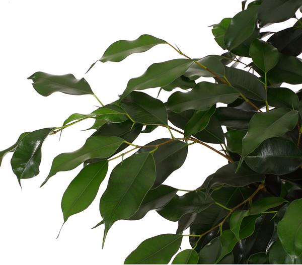 Birkenfeige - Ficus benjamini 'Danielle'