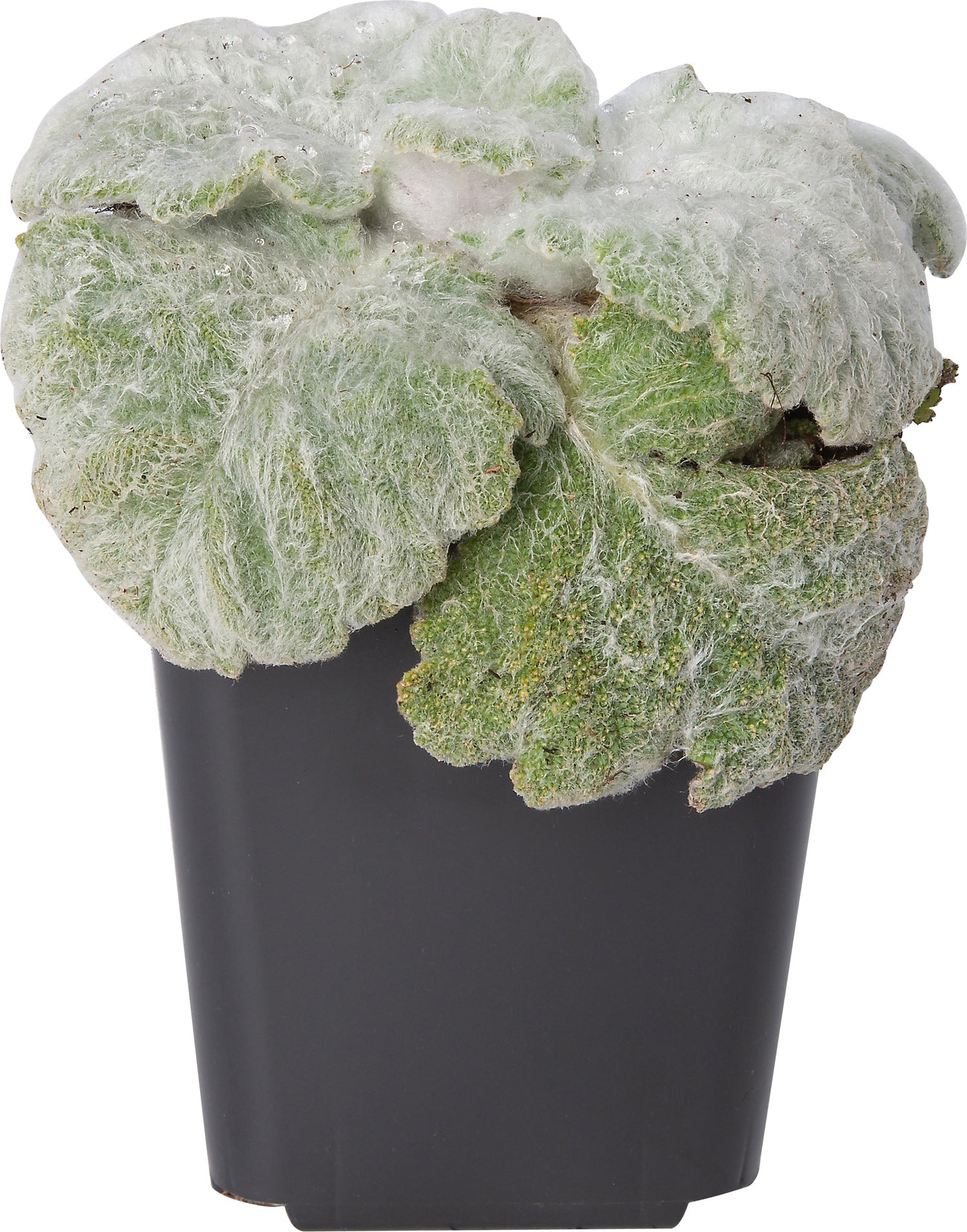 Zilversalie (Salvia argentea) D 9 H 10 cm