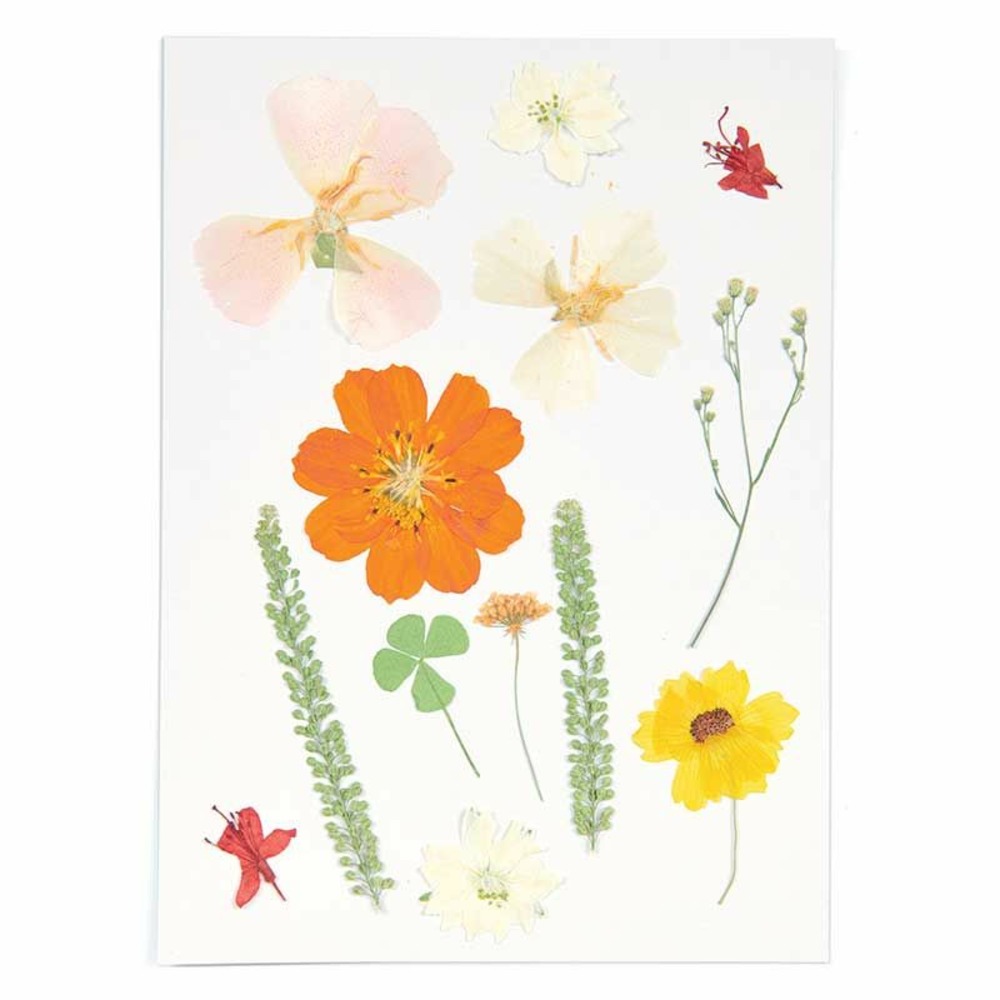 Fleurs séchées et pressées - orange