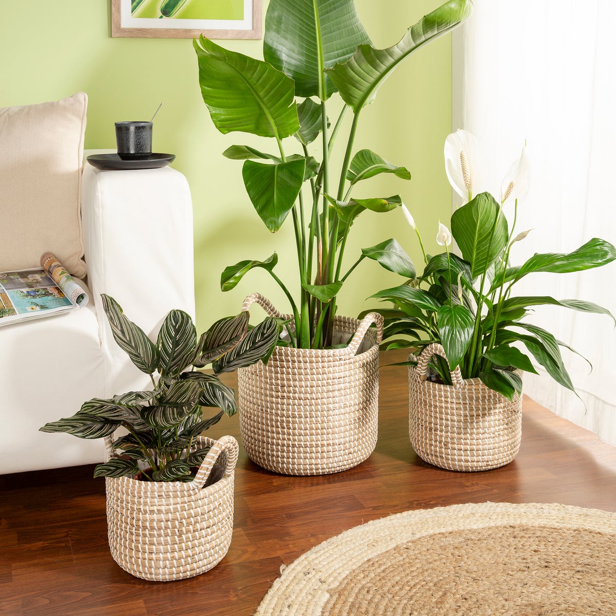 Scheurich Seagrass 32, plantenbak/mandpot met handgrepen van zeegras, kleur: wit, diameter 32 cm, hoogte 30,5 cm, inhoud 26,9 l.