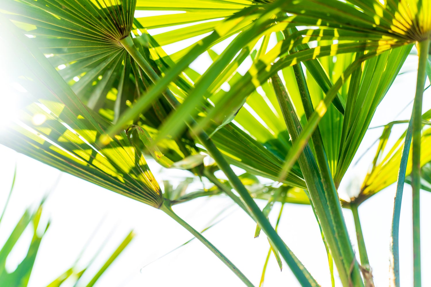 Henneppalm M Palm Trachycarpus fortunei Winterhard, Premium Kwaliteit