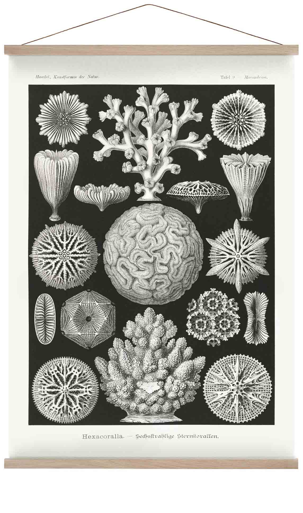 Hexacoralla II von Ernst Haeckel